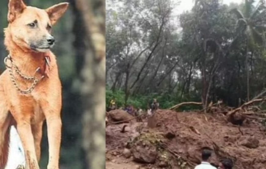 നെഞ്ചുലച്ച് മുണ്ടക്കൈ; കെട്ടിടാവശിഷ്ടങ്ങൾക്കും മൺകൂനകൾക്കുമിടയിൽ പ്രിയപ്പെട്ടവരെ തിരഞ്ഞ് വളർത്തുനായകൾ