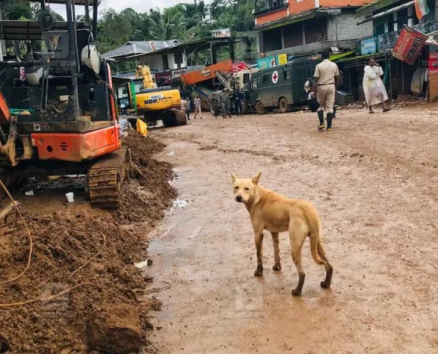 തളർന്നിട്ടും തളരാതെ ഉറ്റവർക്കായി കാത്തിരിപ്പ്; കരളു പറിക്കുന്ന വേദനയായി ദുരന്തഭൂമിയിലെ മിണ്ടാപ്രാണികൾ